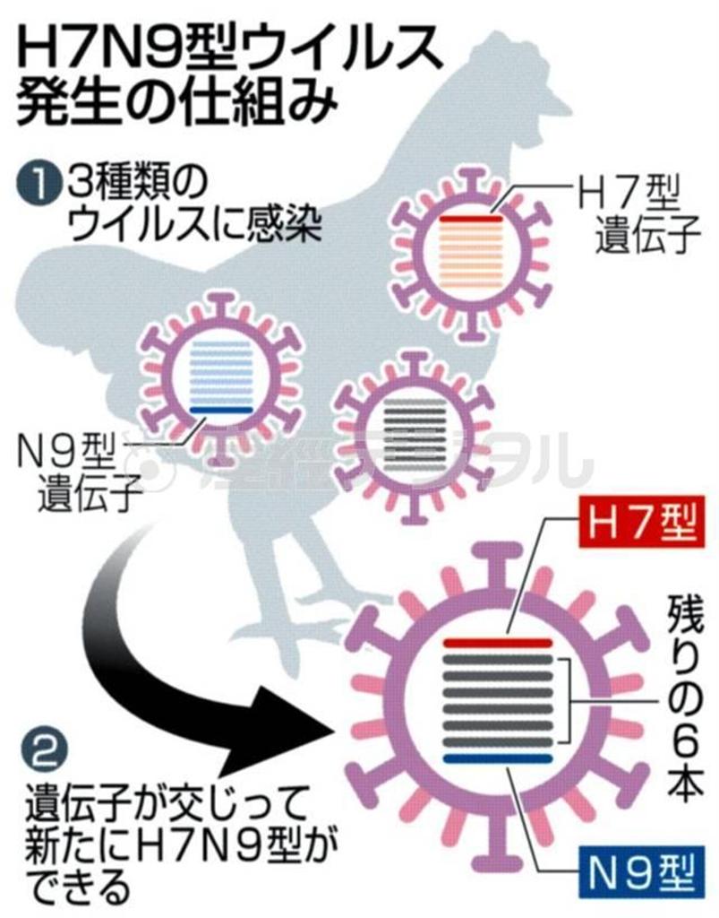 鳥インフルエンザ（Ｈ７Ｎ９型）ウイルス発生の仕組み＝２０１３年４月２１日現在