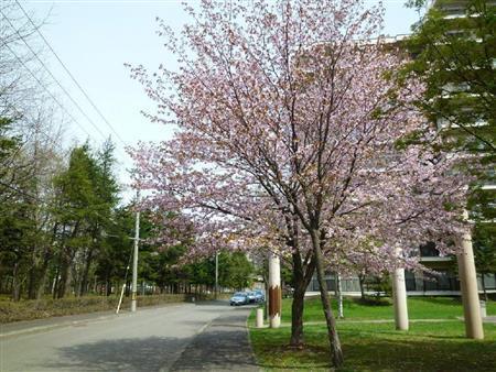 近所の桜。今年は４月末に急に暖かい日が続いて、一気に咲いて一気に終わってしまいました＝２０１４年、北海道札幌市（乾ルカさん撮影）