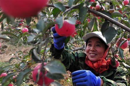 遼寧省康平県にあるリンゴの生産組合の畑で収穫を行う農民。中国各地で農業研修が盛んになってきているが、参加者を増やすには地域の実情に合わせることが必要だ（中国新聞社）