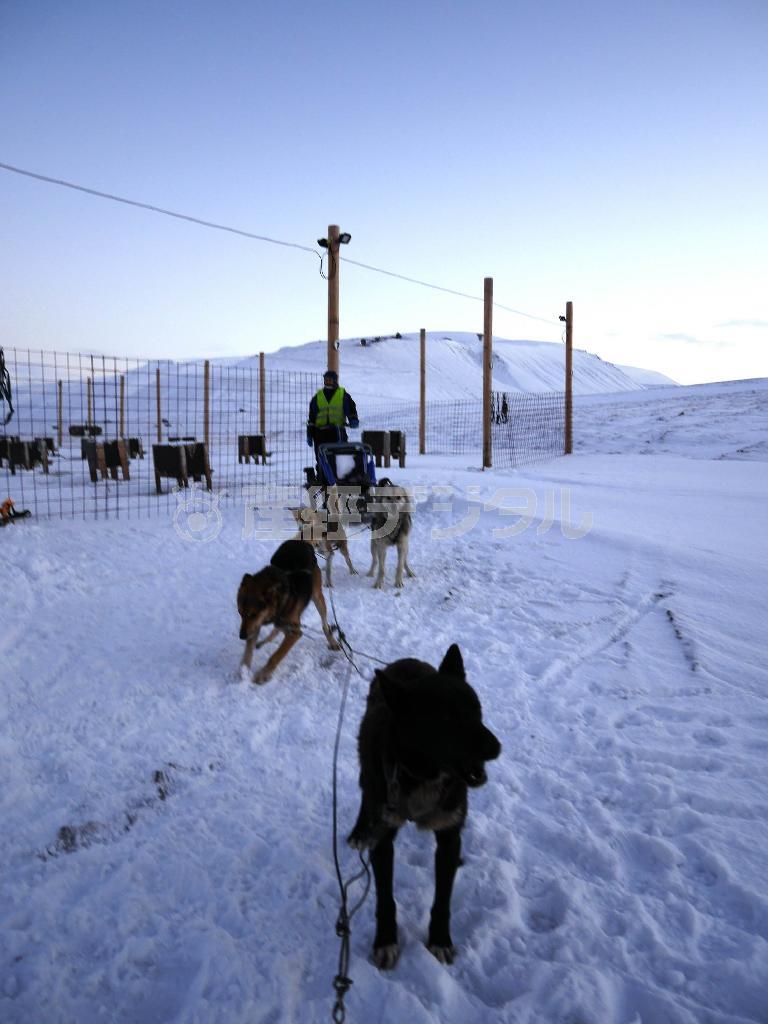 観光客をそりに乗せて走るのを待つイヌたち。犬ぞりは島のアトラクションになっている＝２０１４年１０月１８日、ノルウェー・スバルバル諸島のスピッツベルゲン島（内藤泰朗撮影）