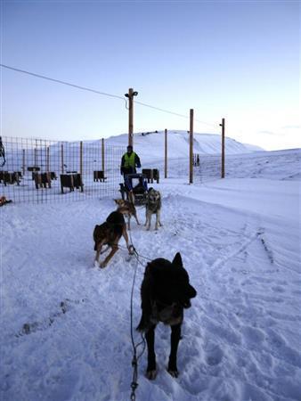 観光客をそりに乗せて走るのを待つイヌたち。犬ぞりは島のアトラクションになっている＝２０１４年１０月１８日、ノルウェー・スバルバル諸島のスピッツベルゲン島（内藤泰朗撮影）