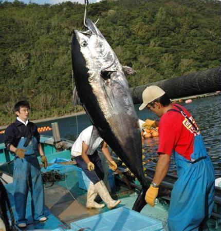 スシロー ネタに 近大生まれのマグロ きょうから順次 大手外食で初 3 3ページ Sankeibiz サンケイビズ