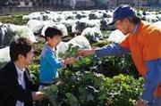 シェア畑で、豊富な経験を元に野菜づくりを指導する菜園アドバイザー