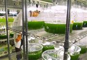 藻から燃料用の油を取り出す研究＝２０１４年１１月、神奈川県川崎市の「ＩＨＩ＿ＮｅｏＧ＿Ａｌｇａｅ」