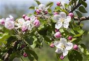 白く可憐なりんごの花＝２０１１年５月１５日、青森県弘前市（提供写真）