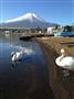 山中湖は白鳥が定住する日本の「白鳥の湖」