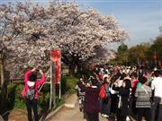 満開の桜をスマートフォンなどで撮影する中国人客ら＝５日、大阪市中央区