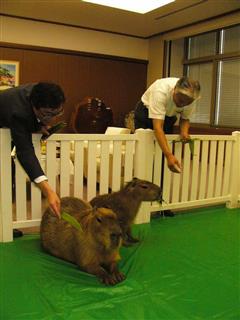 カルビーの“新入社員”として、栃木県庁を訪れた「のり」（右）と「ソルト」のカピバラ親子。餌を与える福田富一知事（右）と伊藤秀二社長＝宇都宮市の栃木県庁