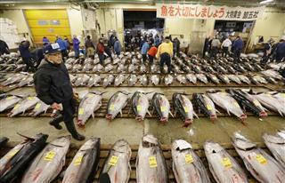 築地市場で今年初のせりを前に並べられたマグロ＝１月、東京・築地