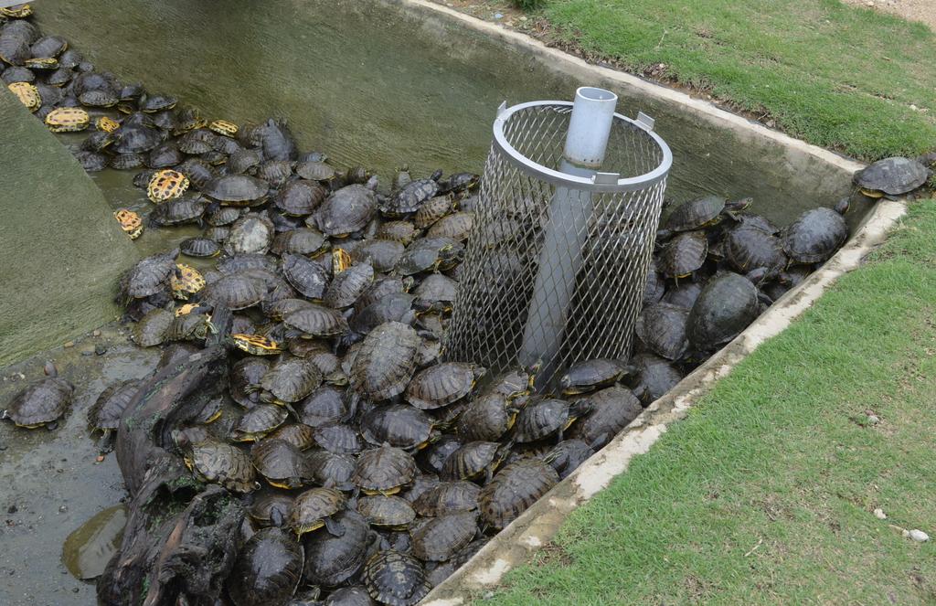 兵庫県明石市が市民から引き取るなどし、保管プールで飼育しているアカミミガメ