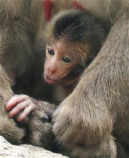 ピコと名付けられた赤ちゃんザル＝大分市（高崎山自然動物園提供）