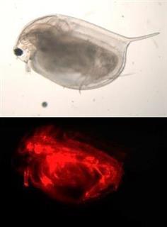 雄になるための遺伝子の働きを赤色蛍光で調べられるようにしたミジンコ（上）。赤い部分で遺伝子が活発に働いている（大阪大提供）