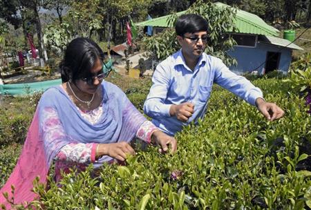 インド、紅茶産業を観光化　ダージリン、ホテルなど整備進む
