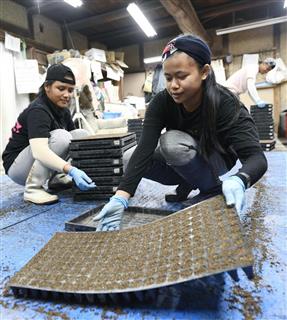 香川県観音寺市で農作業するインドネシア出身の技能実習生＝２０１８年１０月