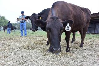 セーフガードが発動すれば米国産牛肉の関税も引き上げられる（小雲規生撮影）