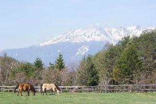 山々に囲まれた牧場で、放牧された木曽馬の様子をぼんやりながめながら、流れゆく時間に身を任せてみよう。ぜいたくなひとときである＝平成２７年４月（木曽馬乗馬センター提供）