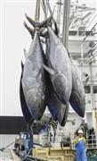 鳥取県の境港で水揚げされるクロマグロ＝５月