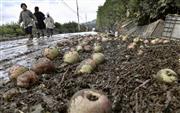 台風１９号の影響で冠水した道路から水が引き、地面に散乱したままのリンゴ　＝長野市