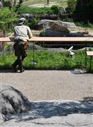 ライオンを見守る職員＝大阪市天王寺区の天王寺動物園（沢野貴信撮影）