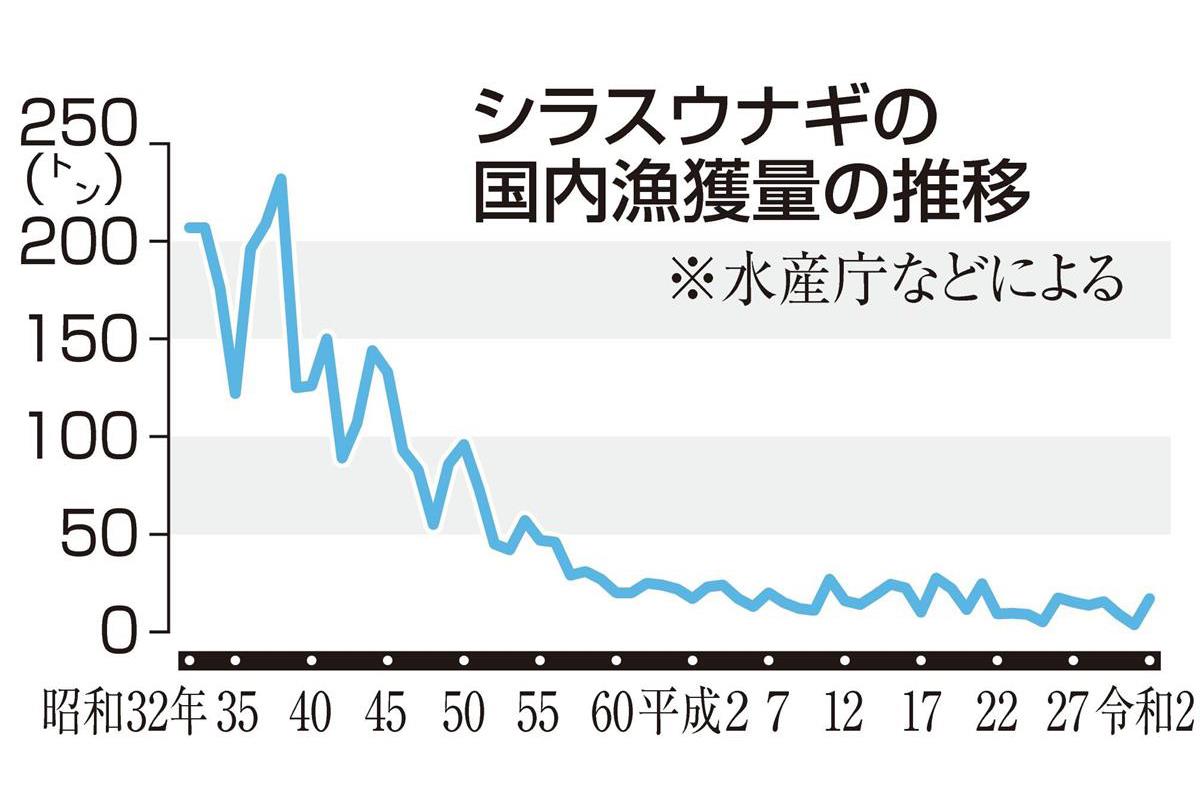 シラスウナギで不正横行 流通ルート不透明 求められる資源保護 Sankeibiz サンケイビズ 自分を磨く経済情報サイト