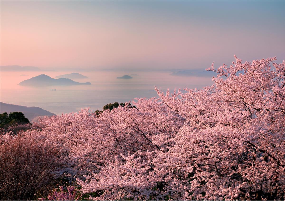 米紙ニューヨーク・タイムズの電子版に掲載された紫雲出山の桜の写真（三豊市観光交流局提供）