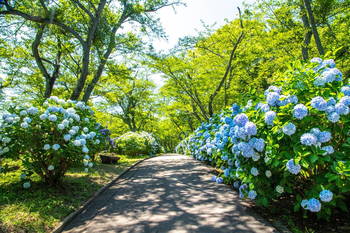 紫雲出山のアジサイ（三豊市観光交流局提供）