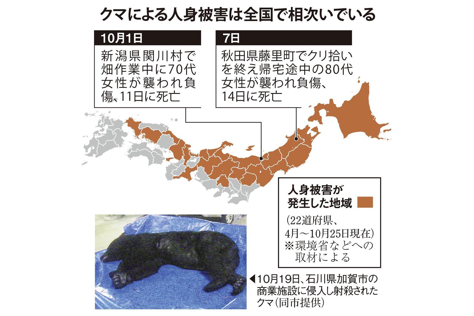 相次ぐクマ被害に関係省庁が連絡会議 22道府県で発生 死者2人 Sankeibiz サンケイビズ 自分を磨く経済情報サイト