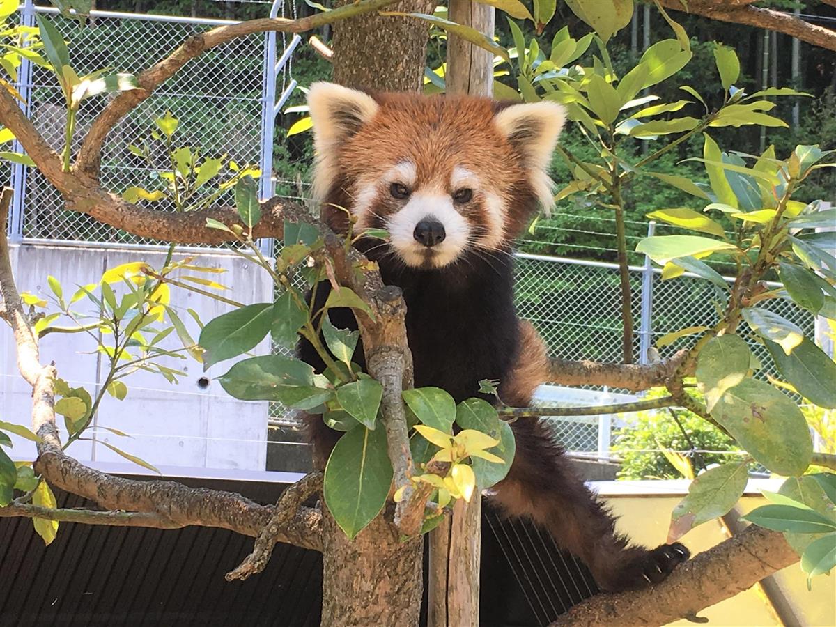 動物園結束 ブリーディングローン で希少種を守れ Sankeibiz サンケイビズ 自分を磨く経済情報サイト