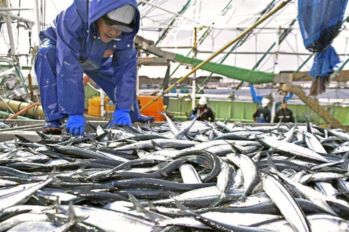 サンマ水揚げ２年連続最低 ２０年２万９５６６トン 歴史的不漁 Sankeibiz サンケイビズ 自分を磨く経済情報サイト