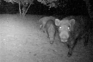 人間vsイノシシの“泥臭い”頭脳戦　DMMが広島で獣害対策、侵入防止→捕獲へ