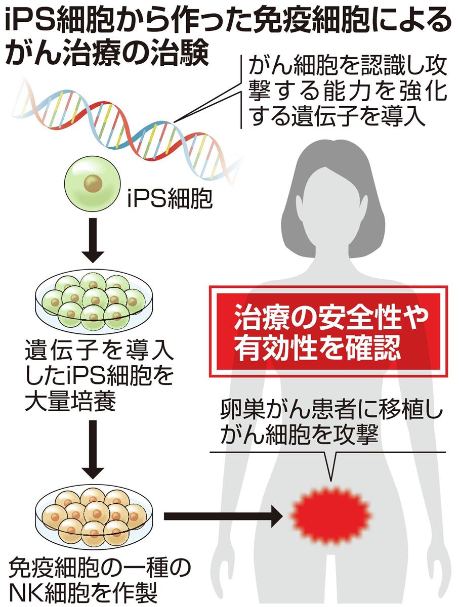 ｉＰＳ細胞から作った免疫細胞によるがん治療